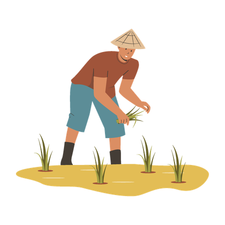 Agricultor asiático cultiva arroz  Ilustração