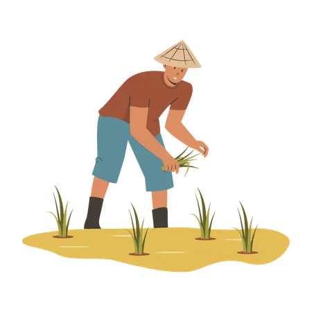 Agricultor asiático cultiva arroz  Ilustração