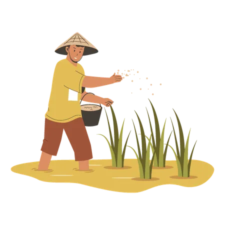 Agricultor asiático semeando fertilizante em campos de arroz  Ilustração