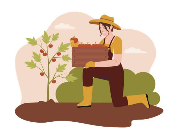 Agricultor colhendo maçã na fazenda  Ilustração