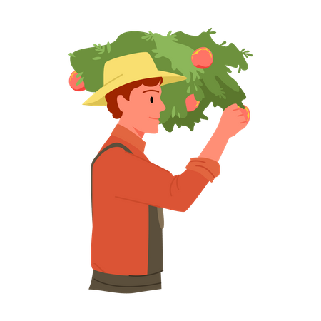 Agricultor sosteniendo tomate  Ilustración