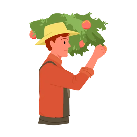 Agricultor sosteniendo tomate  Ilustración