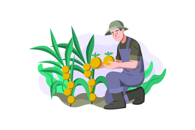 Agricultor cosechando frutas  Ilustración