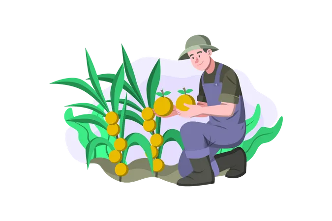 Agricultor cosechando frutas  Ilustración