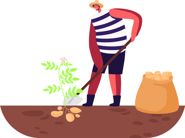Agricultor cosechando patatas del suelo  Ilustración