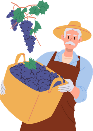 Agricultor masculino envelhecido segurando colheita de uvas em cesta de vime  Ilustração