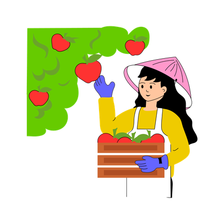 Agricultor recogiendo manzanas maduras de un árbol frutal  Ilustración