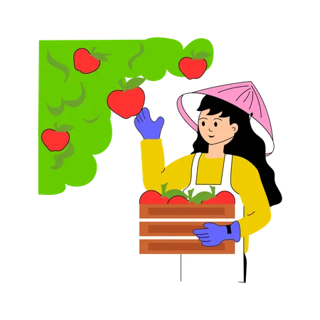 Agricultor recogiendo manzanas maduras de un árbol frutal  Ilustración