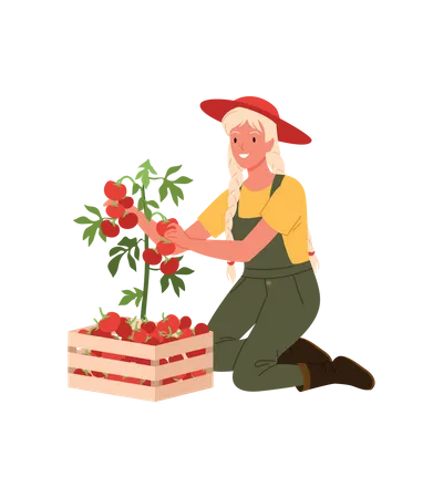 Garota agricultora coletando tomate  Ilustração