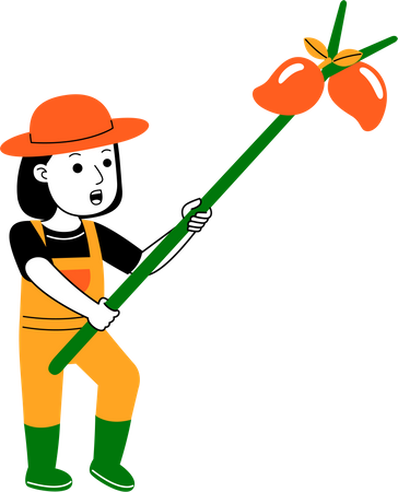 Agricultora colhe mangas  Ilustração
