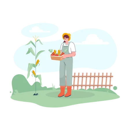 Agricultora colhendo milho fresco  Ilustração