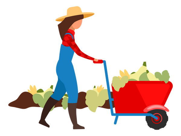 Agricultora cosechando cultivos  Ilustración