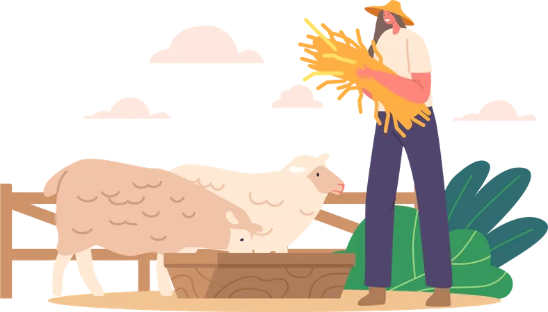 La granjera cuida el rebaño de ovejas con heno fresco  Ilustración