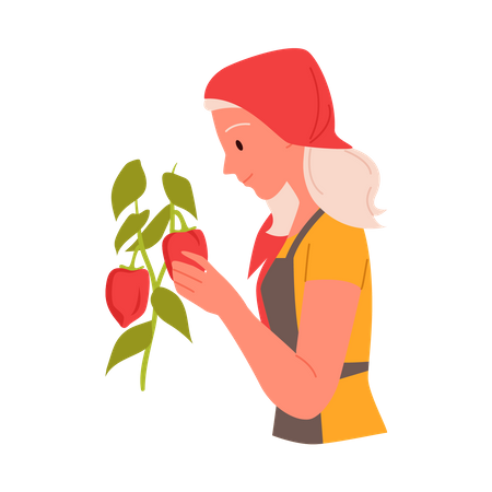 La agricultora recogiendo fruta  Ilustración