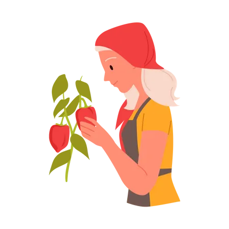 La agricultora recogiendo fruta  Ilustración