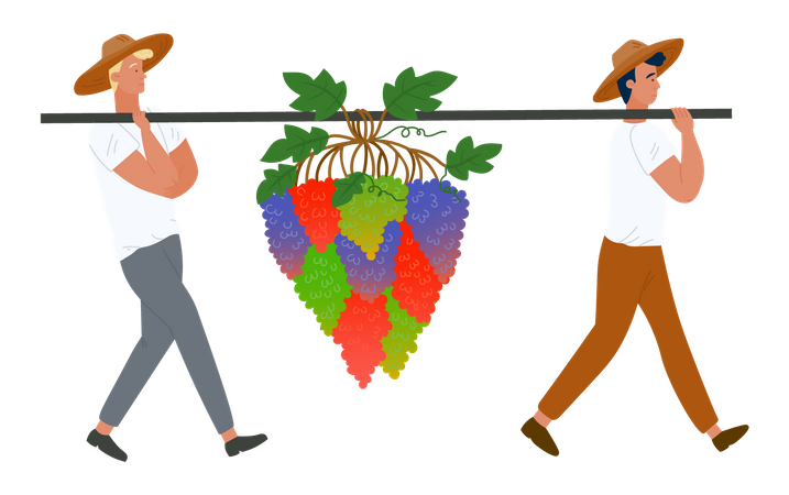Agricultores carregando cachos de uvas e bagas  Ilustração
