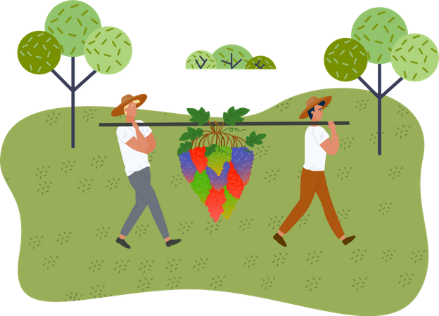 Agricultores coletando uvas maduras colheita de outono  Ilustração
