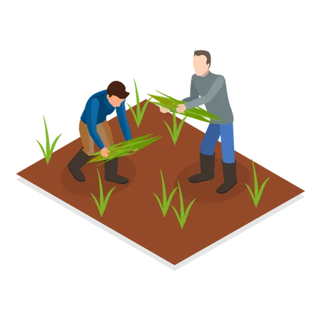 Agricultores cosechando  Ilustración