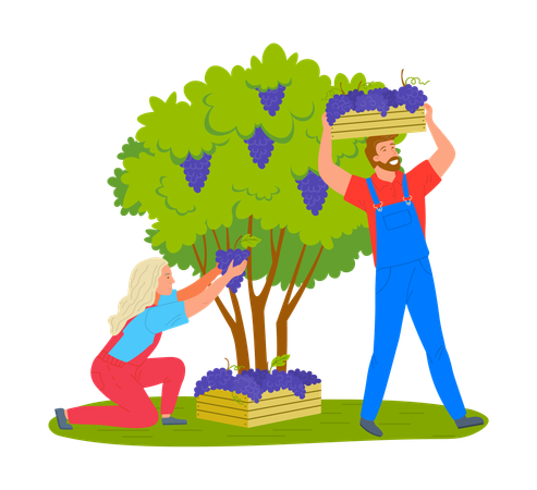 Agricultores recogiendo uvas del árbol  Ilustración