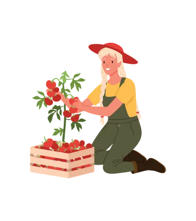 Agricultrice ramassant des tomates  Illustration