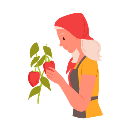 Une agricultrice ramassant des fruits  Illustration
