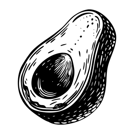 Palta  Ilustración