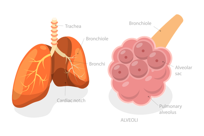 Alvéolo pulmonar  Ilustración
