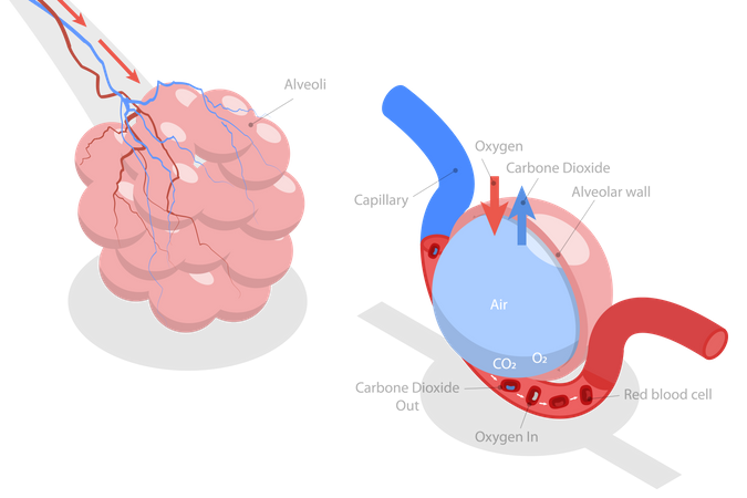 Alveolus Gas Exchange  Illustration