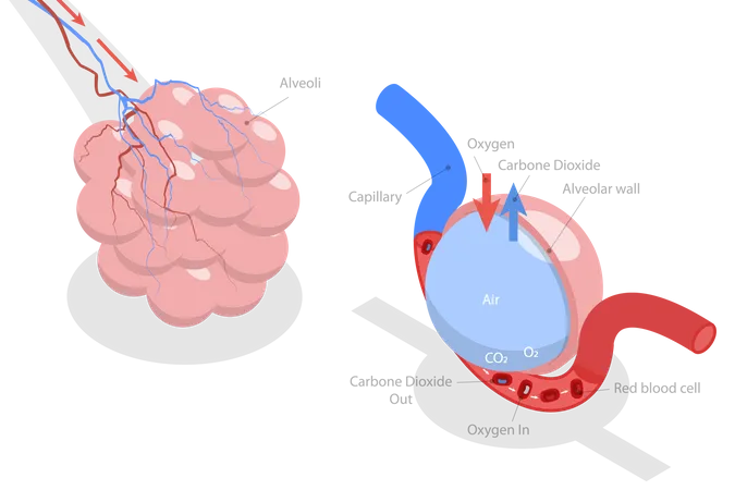 Alveolus Gas Exchange  Illustration