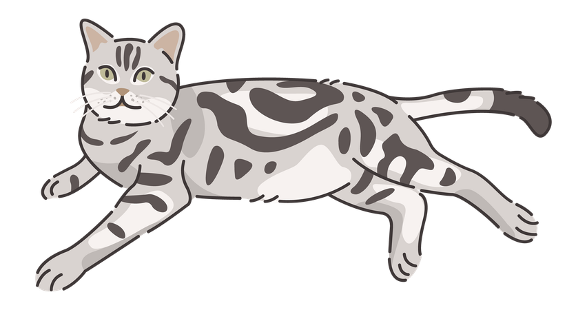 American shorthair cat  Illustration