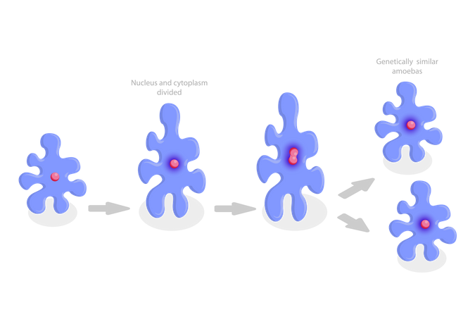 Amoeba Reproduction and Irregular Binary Fission  イラスト