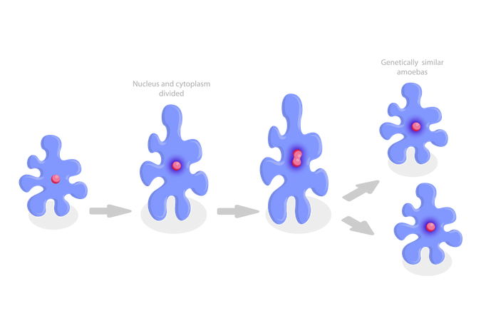 Amoeba Reproduction and Irregular Binary Fission  Illustration