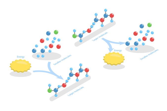 Anabolic Vs Catabolic Reaction  Illustration