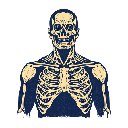 Anatomia  Ilustração