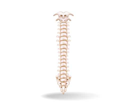 Anatomía de la médula espinal  Ilustración