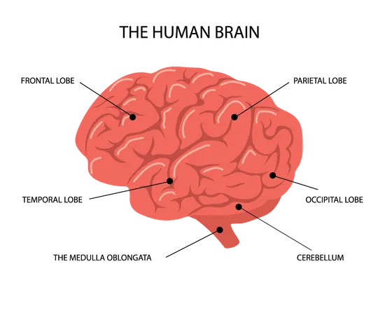 Anatomía del cerebro humano  Ilustración