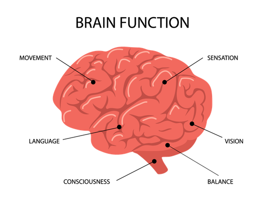 Anatomía del cerebro humano  Ilustración