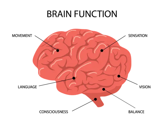 Anatomía del cerebro humano  Ilustración