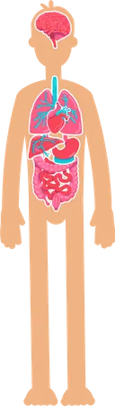Anatomía del cuerpo humano  Ilustración