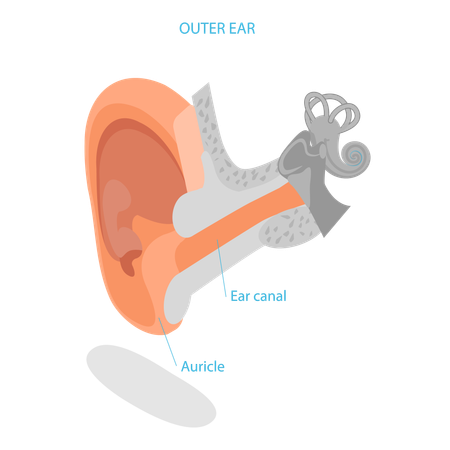 Anatomía del oído humano  Ilustración