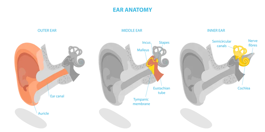 Anatomía del oído humano y esquema médico etiquetado.  Ilustración