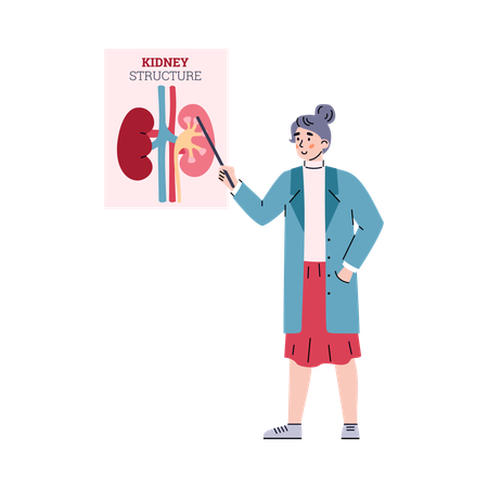 Anatomía del riñón con estructura de arterias y venas del órgano interno humano.  Ilustración