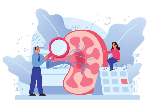 Anatomía del riñón humano  Ilustración