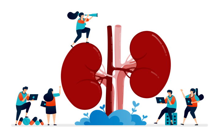 Anatomía del riñón para uso médico  Ilustración