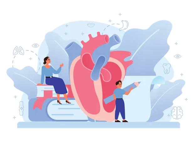 Anatomia do coração humano  Ilustração