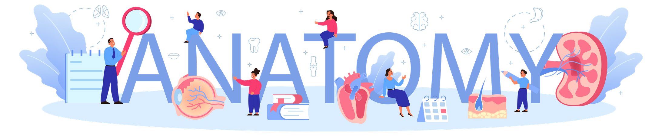 Anatomia do Corpo Humano  Ilustração
