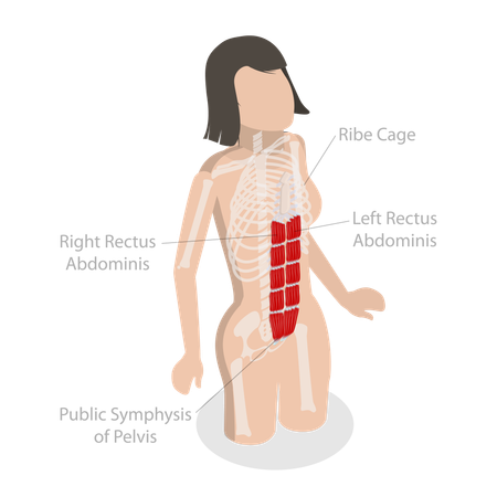 Reto abdominal e anatomia do músculo central  Ilustração