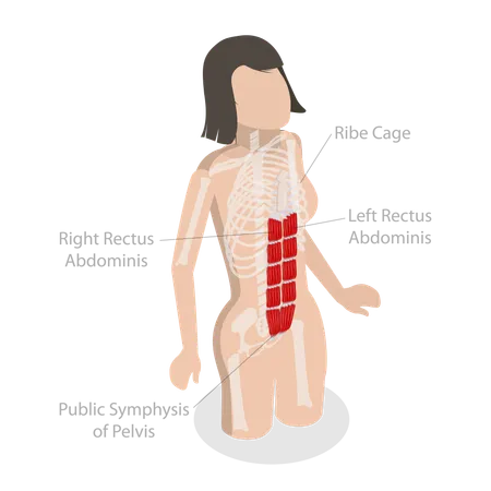 Reto abdominal e anatomia do músculo central  Ilustração