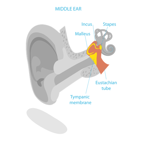 Anatomia do ouvido humano  Ilustração