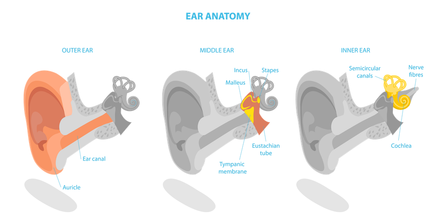 Anatomia do ouvido humano e esquema médico rotulado  Ilustração
